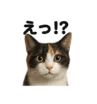 優しい三毛猫の日常で使えるLINEスタンプ（個別スタンプ：11）
