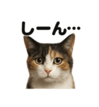 優しい三毛猫の日常で使えるLINEスタンプ（個別スタンプ：12）