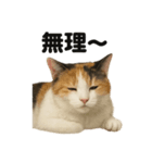 優しい三毛猫の日常で使えるLINEスタンプ（個別スタンプ：14）