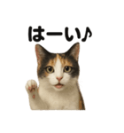 優しい三毛猫の日常で使えるLINEスタンプ（個別スタンプ：15）