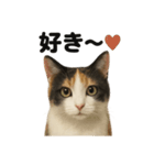優しい三毛猫の日常で使えるLINEスタンプ（個別スタンプ：16）