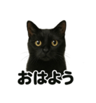優しい黒猫の日常で使えるLINEスタンプ（個別スタンプ：1）