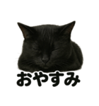 優しい黒猫の日常で使えるLINEスタンプ（個別スタンプ：2）