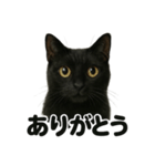 優しい黒猫の日常で使えるLINEスタンプ（個別スタンプ：4）