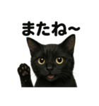 優しい黒猫の日常で使えるLINEスタンプ（個別スタンプ：5）