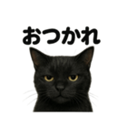 優しい黒猫の日常で使えるLINEスタンプ（個別スタンプ：8）