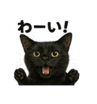 優しい黒猫の日常で使えるLINEスタンプ（個別スタンプ：10）