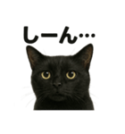 優しい黒猫の日常で使えるLINEスタンプ（個別スタンプ：13）