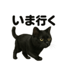 優しい黒猫の日常で使えるLINEスタンプ（個別スタンプ：14）