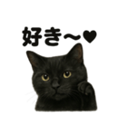 優しい黒猫の日常で使えるLINEスタンプ（個別スタンプ：15）