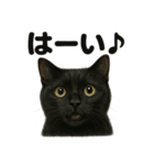 優しい黒猫の日常で使えるLINEスタンプ（個別スタンプ：16）