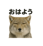 無表情だけど優しいチベットスナギツネ日常（個別スタンプ：1）