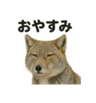 無表情だけど優しいチベットスナギツネ日常（個別スタンプ：2）