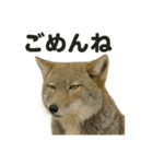 無表情だけど優しいチベットスナギツネ日常（個別スタンプ：3）