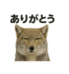 無表情だけど優しいチベットスナギツネ日常（個別スタンプ：4）