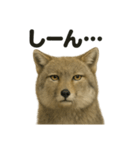 無表情だけど優しいチベットスナギツネ日常（個別スタンプ：11）