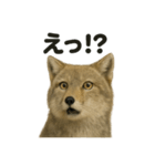 無表情だけど優しいチベットスナギツネ日常（個別スタンプ：12）