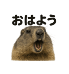 優しいマーモットの日常で使えるLINE（個別スタンプ：1）