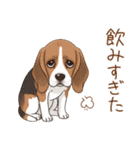 元気いっぱい♪ビーグルの日常スタンプ（個別スタンプ：7）