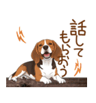 元気いっぱい♪ビーグルの日常スタンプ（個別スタンプ：17）
