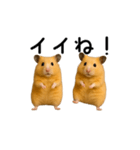 【再販】動く！なかよしハムスターズ（個別スタンプ：5）