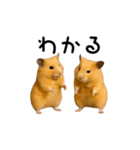 【再販】動く！なかよしハムスターズ（個別スタンプ：6）