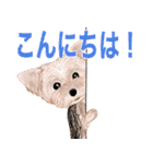 ワンパクなヨークシャーテリア（個別スタンプ：2）