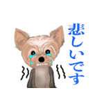 ワンパクなヨークシャーテリア（個別スタンプ：12）