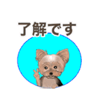 ワンパクなヨークシャーテリア（個別スタンプ：16）
