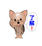 ワンパクなヨークシャーテリア（個別スタンプ：17）