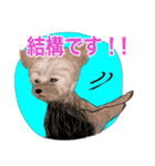 ワンパクなヨークシャーテリア（個別スタンプ：19）