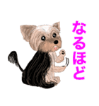 ワンパクなヨークシャーテリア（個別スタンプ：22）