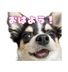 ペロペロアポロのスタンプ（拡大版）（個別スタンプ：1）