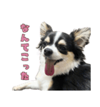 ペロペロアポロのスタンプ（拡大版）（個別スタンプ：2）