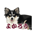 ペロペロアポロのスタンプ（拡大版）（個別スタンプ：4）