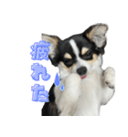ペロペロアポロのスタンプ（拡大版）（個別スタンプ：17）