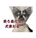 ペロペロアポロのスタンプ（拡大版）（個別スタンプ：21）