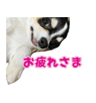 ペロペロアポロのスタンプ（拡大版）（個別スタンプ：25）