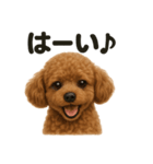 優しいトイプードルの日常で使えるLINE（個別スタンプ：2）