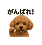 優しいトイプードルの日常で使えるLINE（個別スタンプ：4）