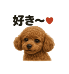 優しいトイプードルの日常で使えるLINE（個別スタンプ：5）