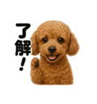 優しいトイプードルの日常で使えるLINE（個別スタンプ：9）