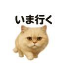 優しいペルシャ猫の日常で使えるLINE（個別スタンプ：1）