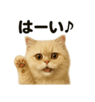 優しいペルシャ猫の日常で使えるLINE（個別スタンプ：2）