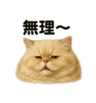 優しいペルシャ猫の日常で使えるLINE（個別スタンプ：3）
