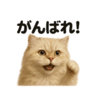 優しいペルシャ猫の日常で使えるLINE（個別スタンプ：4）