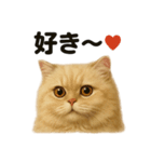 優しいペルシャ猫の日常で使えるLINE（個別スタンプ：5）