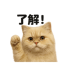 優しいペルシャ猫の日常で使えるLINE（個別スタンプ：9）