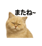 優しいペルシャ猫の日常で使えるLINE（個別スタンプ：10）