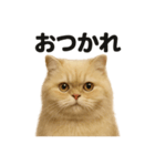 優しいペルシャ猫の日常で使えるLINE（個別スタンプ：11）